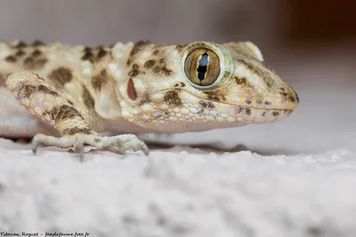 Каспийский тонкопалый геккон (Tenuidactylus caspius) — Крайний юго-восток Грузии; городские эксклавы — Titouan Roguet