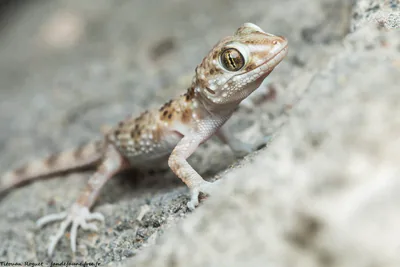 Каспийский тонкопалый геккон (Tenuidactylus caspius) — Крайний юго-восток Грузии; городские эксклавы — Titouan Roguet