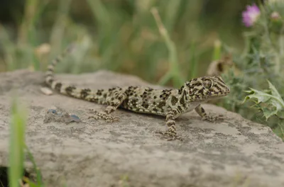 Каспийский тонкопалый геккон (Tenuidactylus caspius) — გარდაბანი — David Broek