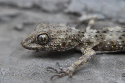 Каспийский тонкопалый геккон (Tenuidactylus caspius) — თბილისი — დავით თაბაშიძე