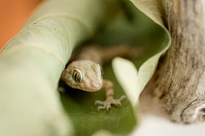 Каспийский тонкопалый геккон (Tenuidactylus caspius) — მცხეთა — გოჩა ნემსაძე
