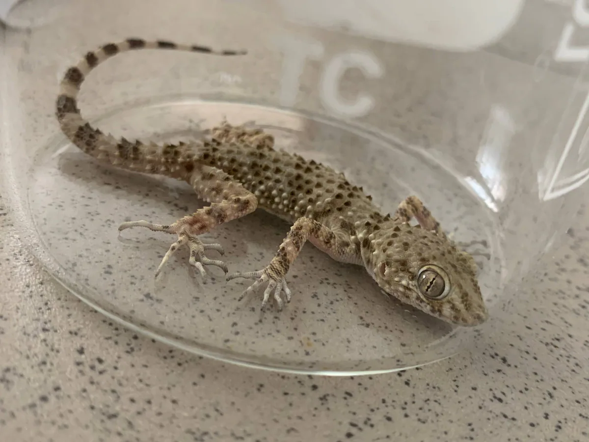 Hazar kalınparmaklı gekosu (Tenuidactylus caspius) Gürcistan'ın uç güneydoğusu; kentsel eksklavlar