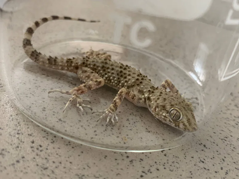 Caspian Thick-toed Gecko (Tenuidactylus caspius) — Extreme southeast Georgia; urban exclaves — wcwhjj