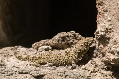 Каспийский тонкопалый геккон (Tenuidactylus caspius) — თბილისი — Nikita Tiunov
