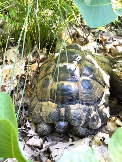 Средиземноморская черепаха (Testudo graeca) — Восточная Грузия (T. g. ibera); запад — редка (T. g. nikolskii) — Molnár Ábel Péter