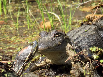 Красноухая черепаха (Trachemys scripta) — Окрестности Тбилиси и Батуми — интродуцирована — Laura Clark