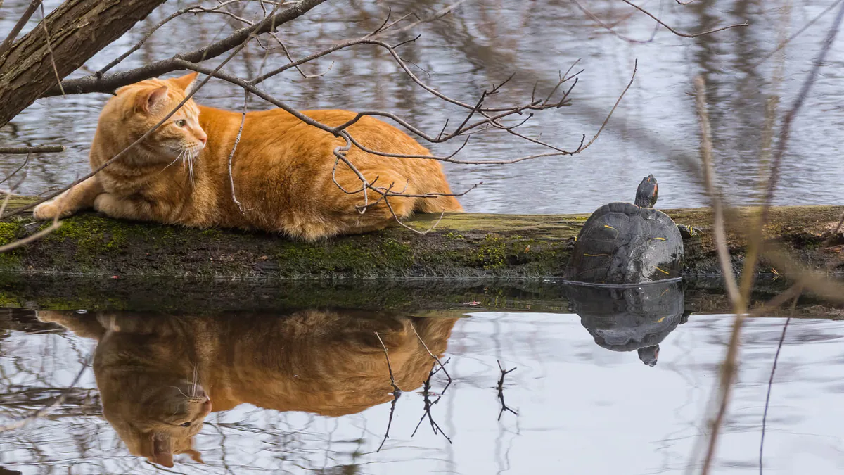 Pond Slider (Trachemys scripta) Vicinity of Tbilisi and Batumi — introduced