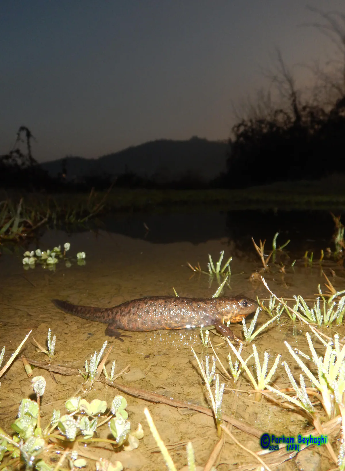 Eastern Crested Newt (Triturus karelinii) — Iran — Parham Beyhaghi