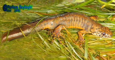 კარელინის სავარცხლიანი ტრიტონი (Triturus karelinii) — გონბადე-კავუსი, გოლესტანი, ირანი — Parham Beyhaghi