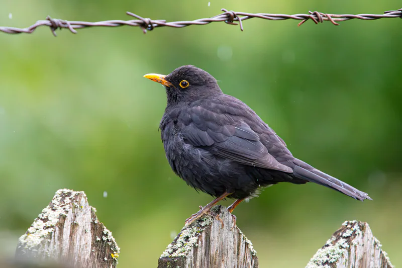 Common blackbird (Turdus merula) — Çukurova University, Adana — Zeynel Cebeci