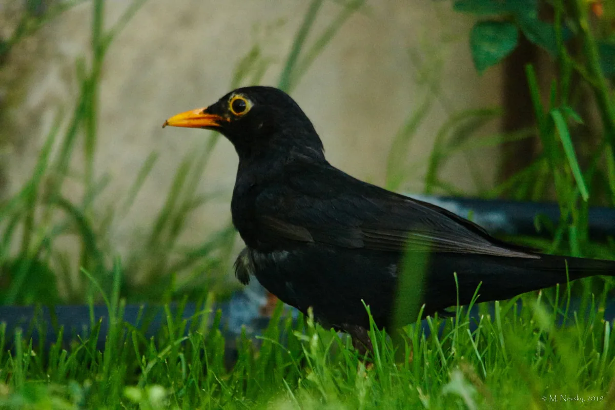 Common blackbird (Turdus merula) — Ninotsminda — Mikhail Nevsky