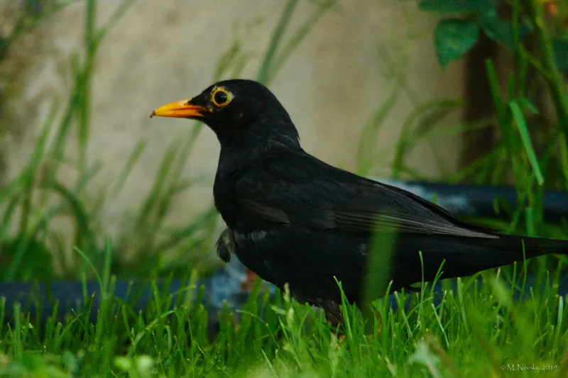 Common blackbird (Turdus merula) — Ninotsminda — Mikhail Nevsky