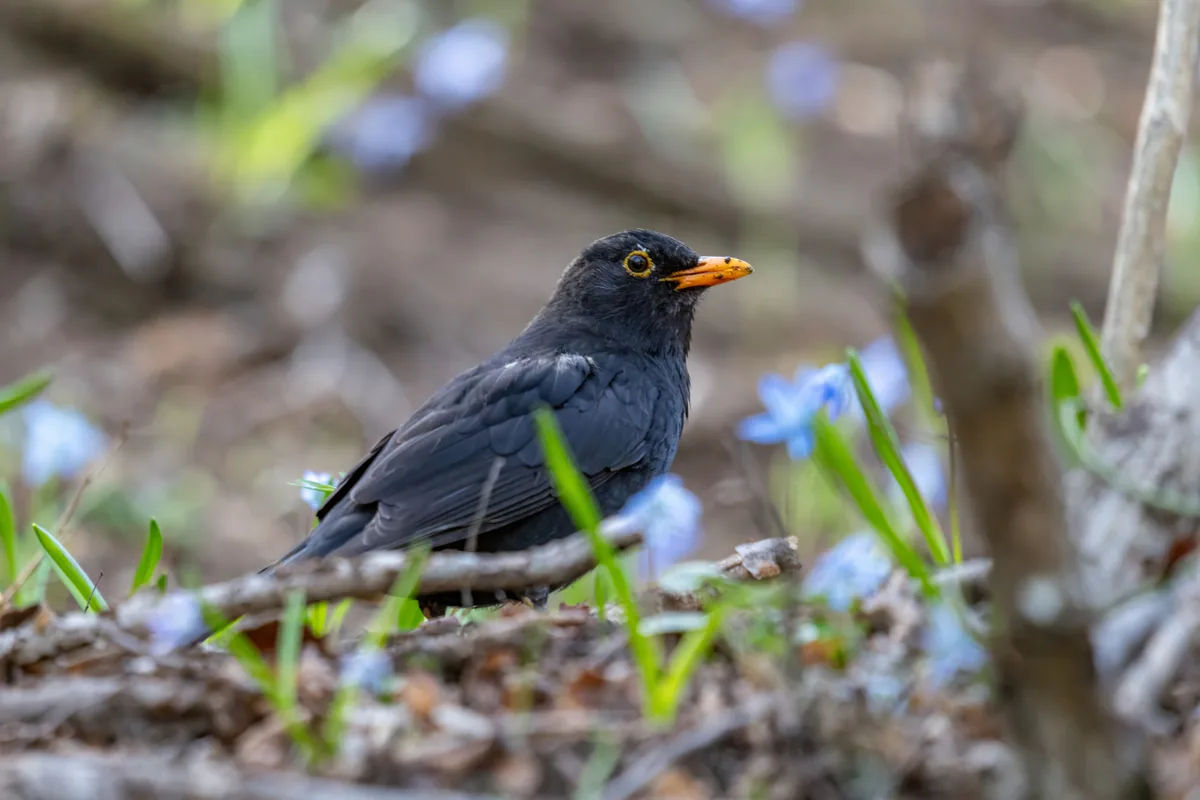 Common blackbird (Turdus merula) — Tbilisi — Tatyana Khimera