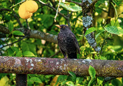 Karatavuk (Turdus merula)