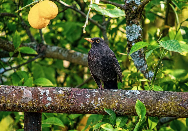 Common blackbird (Turdus merula) — Year-round resident in Georgia — Close to wildlife