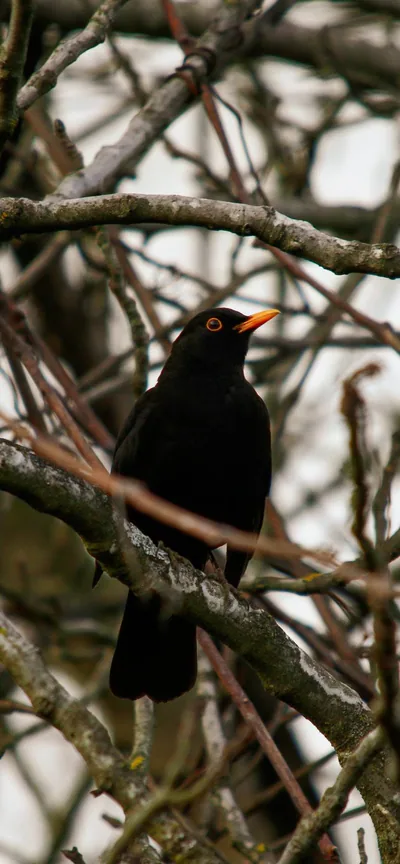 Karatavuk (Turdus merula)