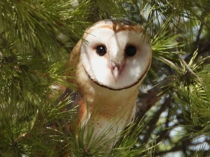 ბუხრინწა (Tyto alba) — მთელი წლის რეზიდენტი საქართველოში — Ahmed Amine