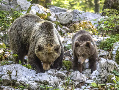 Brown bear (Ursus arctos) — Stari Kot — Charles J. Sharp