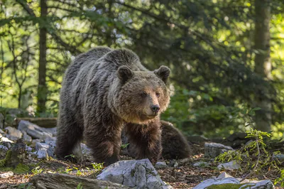 Brown bear (Ursus arctos) — Stari Kot — Charles J. Sharp