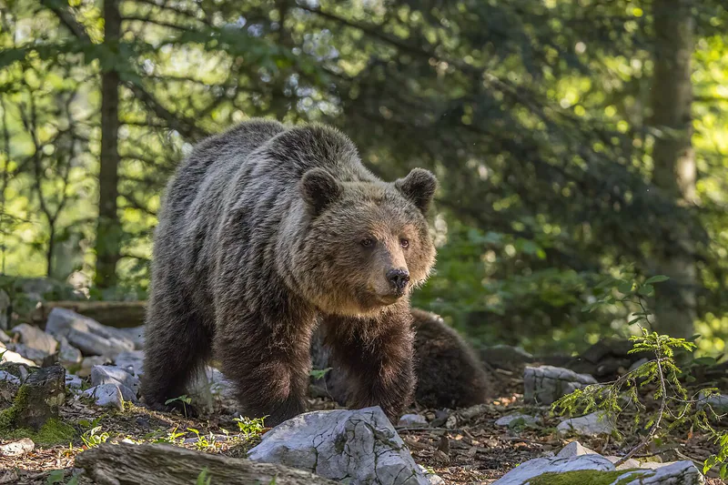 Brown bear (Ursus arctos) — Stari Kot — Charles J. Sharp