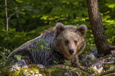 Brown bear (Ursus arctos) — Stari Kot — Charles J. Sharp