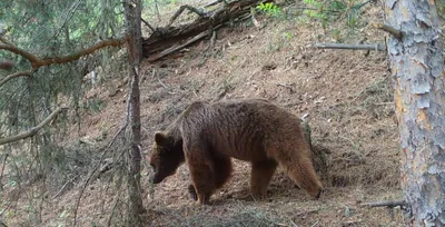 Brown bear (Ursus arctos) — Tusheti Protected Areas — მირზა ხინკილაძე
