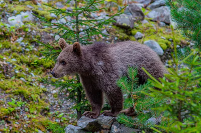 Brown bear (Ursus arctos) — Year-round in Georgia — ნიკა პაპოშვილი