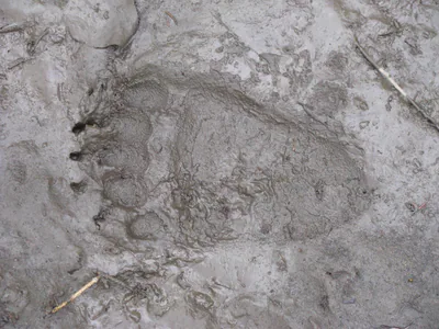 Brown bear (Ursus arctos) — Willmore — Craig Morgan