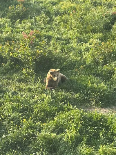 Brown bear (Ursus arctos) — Year-round in Georgia — თომა შენგელიძე