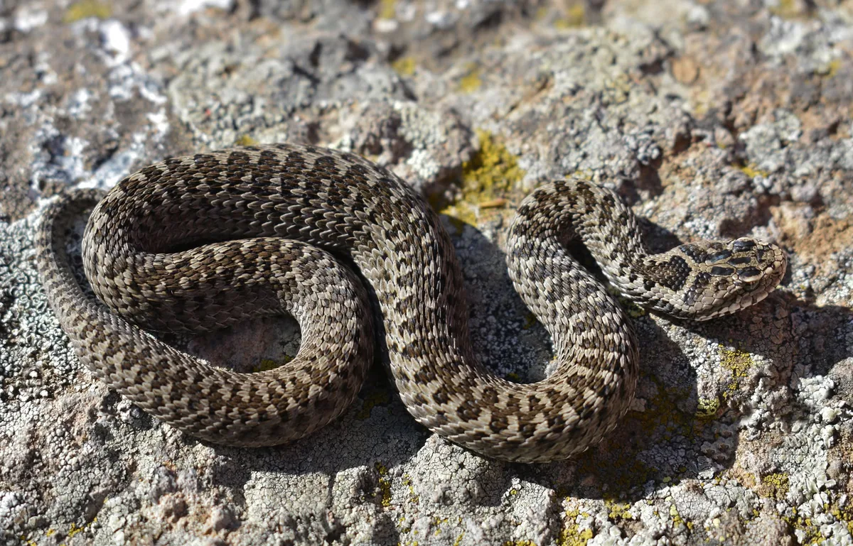 Darevsky's viper (Vipera darevskii) — Samtskhe — Javakheti — Giorgi Iankoshvili