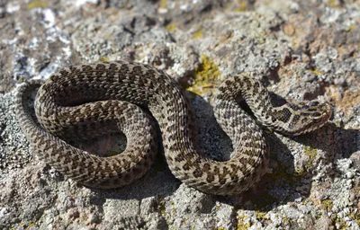 Darevski engereği (Vipera darevskii)