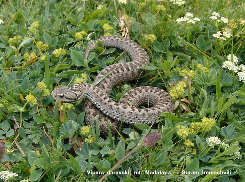 Darevsky's viper (Vipera darevskii) — Mt. Madatapa — Guram Iremashvili