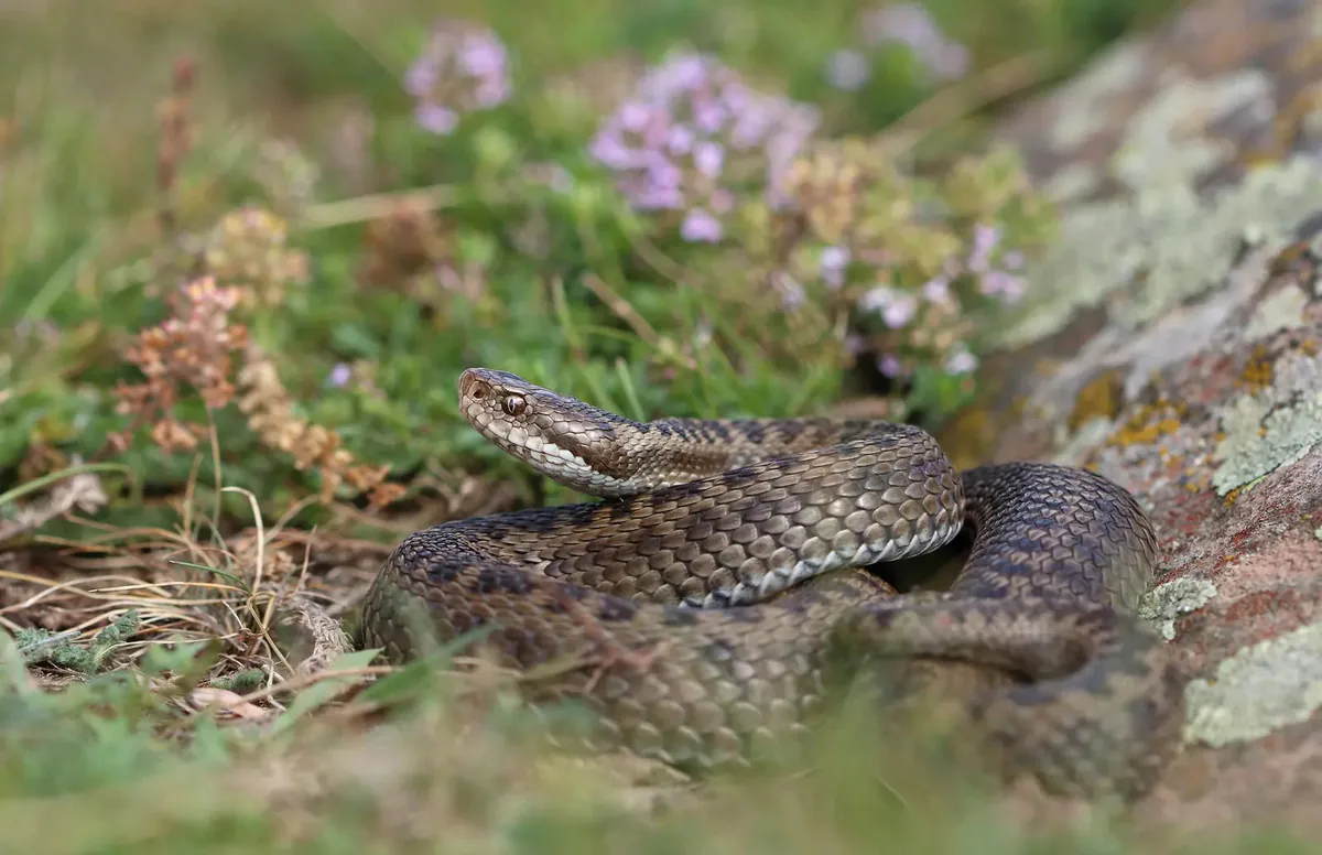 Darevsky's viper (Vipera darevskii) — Samtskhe — Javakheti — Laura and Bobby Bok