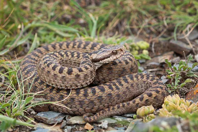 Dinnik's viper (Vipera dinniki) — Kazbegi — Bobby Bok