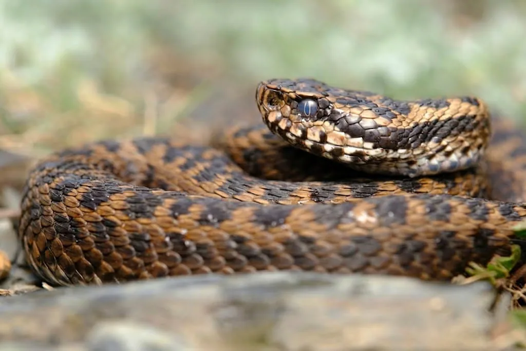 Dinnik’s viper in rocky Caucasus habitat