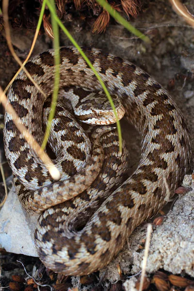 Dinnik's viper (Vipera dinniki) — Kazbegi — Fabian Klimm