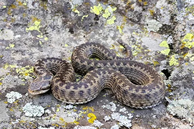 Dinnik's viper (Vipera dinniki) — Kazbegi — Mirko Galuppi