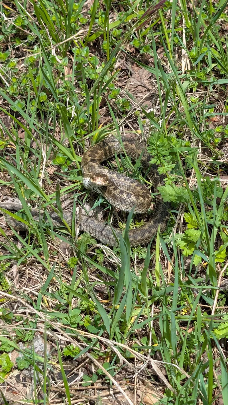 Dinnik engereği (Vipera dinniki) — ყაზბეგის ეროვნული პარკი