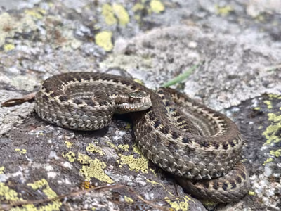 Dinnik engereği (Vipera dinniki)