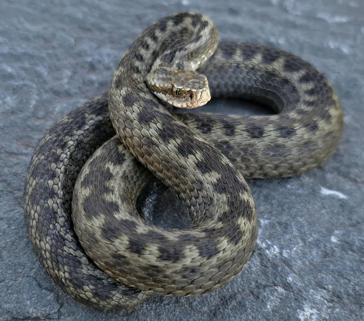 Dinnik's viper (Vipera dinniki) — Greater Caucasus — Sandro Khakhva