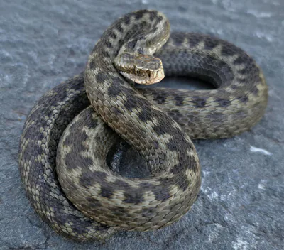 Dinnik engereği (Vipera dinniki)