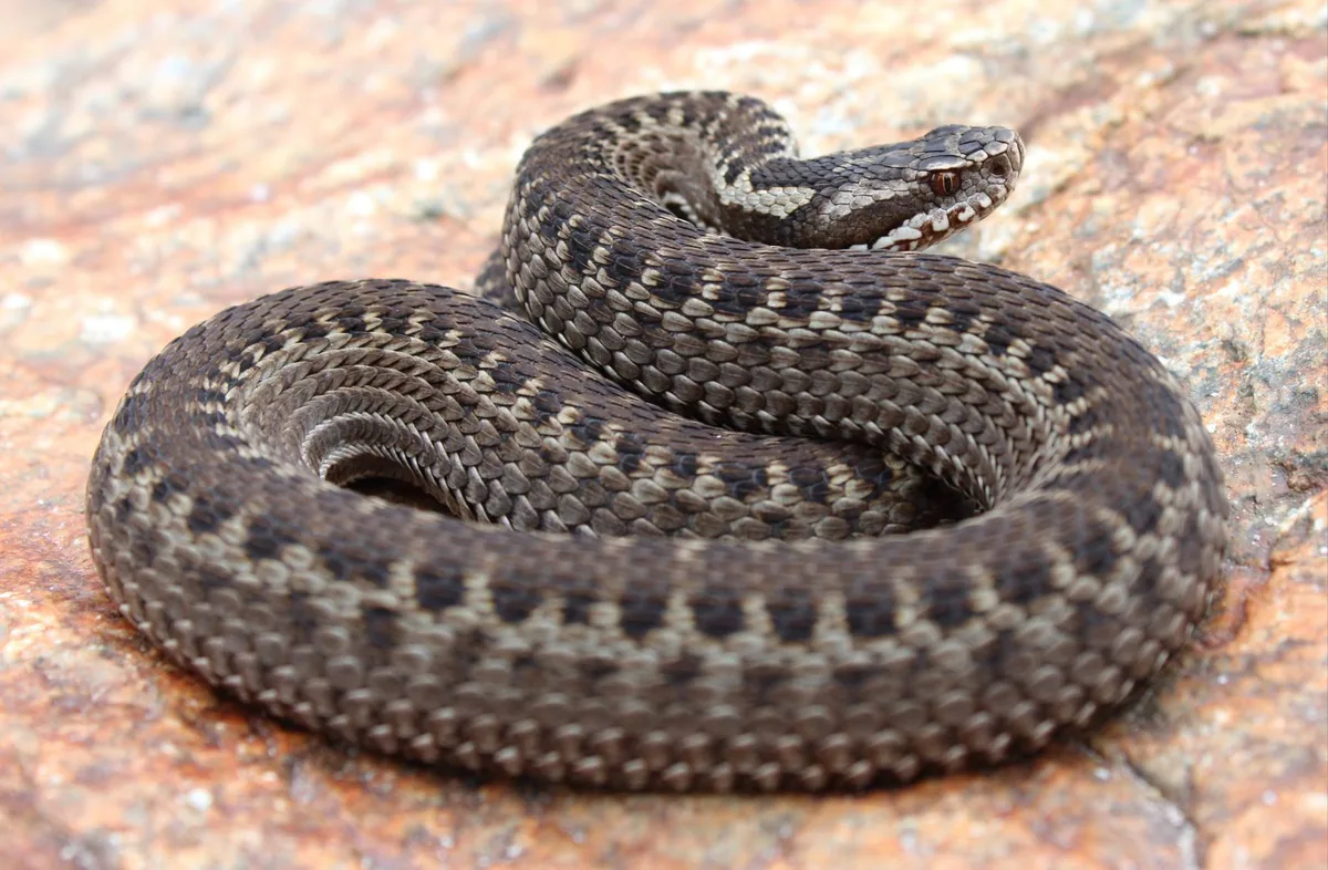 Dinnik's viper (Vipera dinniki) — Svaneti — Sandro Khakhva