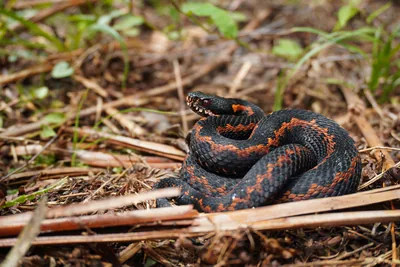Kafkas engereği (Vipera kaznakovi) — batı Gürcistan