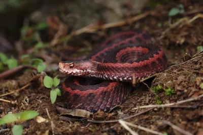 Kafkas engereği (Vipera kaznakovi) — batı Gürcistan