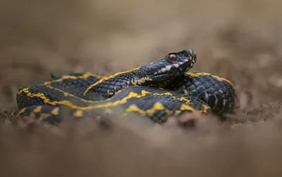 კავკასიური გველგესლა (Vipera kaznakovi)