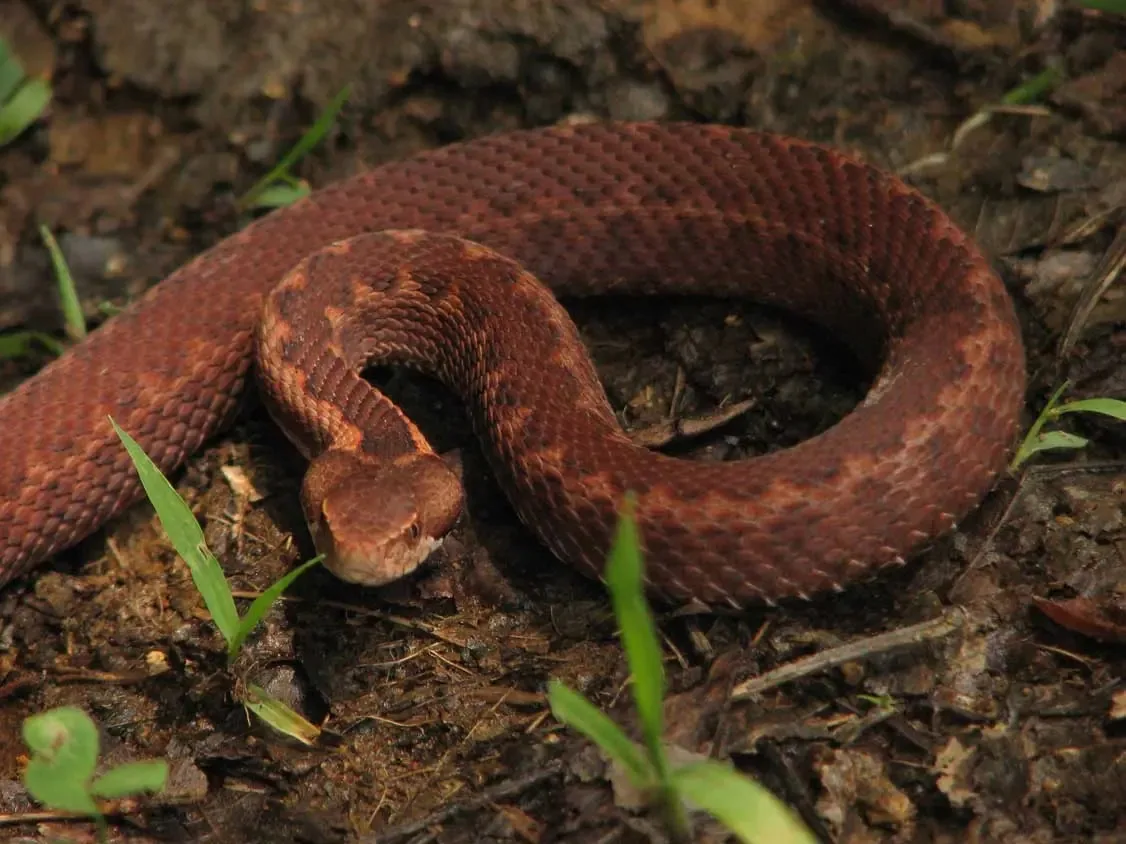 Caucasus viper (Vipera kaznakovi) — Khobistskali — David Tarkhnishvili
