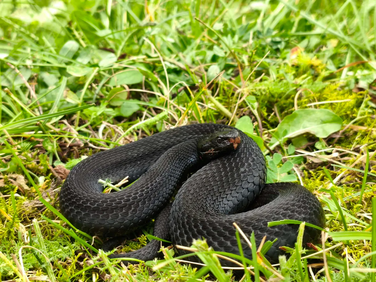 Caucasus viper (Vipera kaznakovi) — western Georgia — Saba Todua