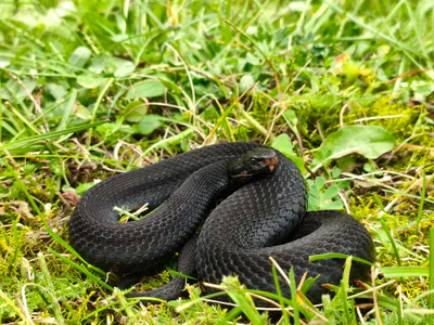 Kafkas engereği (Vipera kaznakovi)