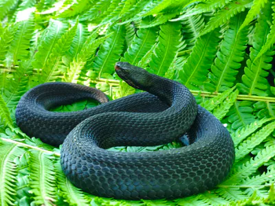 Kafkas engereği (Vipera kaznakovi)