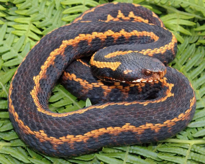 Kafkas engereği (Vipera kaznakovi) — batı Gürcistan — Sandro Khakhva